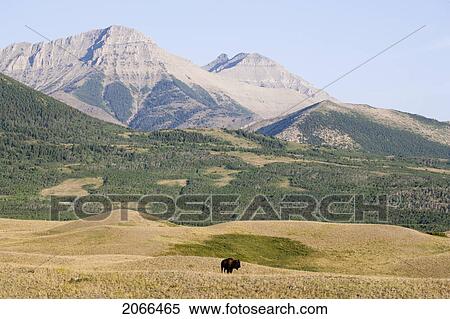Stock Photography - Buffalo In Rocky Mountain Foothills, Waterton Lakes National Park, Alberta, Canada.. Fotosearch