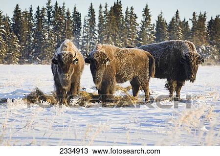 Buffalo in snow covered field eating hay with evergreen trees in background and blue sky; Alberta canada View Large Photo Image Stock Image - Buffalo in snow covered field eating hay with evergreen trees in background and blue sky; Alberta canada. Fotosearch