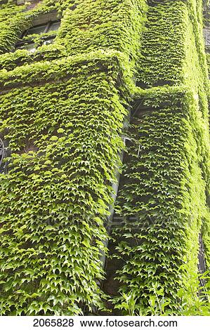 Stock Photo - Building Covered With Morning Glory, Poland. Fotosearch