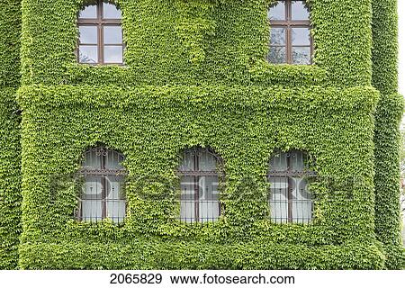 Building Covered With Morning Glory, Poland View Large Photo Image Stock Photo - Building Covered With Morning Glory, Poland. Fotosearch
