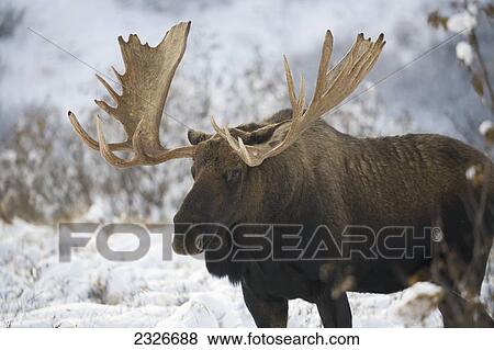 Bull moose (alces alces) in the chugach mountains; Alaska united states of america View Large Photo Image Stock Photo - Bull moose (alces alces) in the chugach mountains; Alaska united states of america. Fotosearch