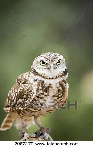 Stock Photo - Burrowing Owl (Athene Cunicularia) On Handler's Glove, Alberta Bird Of Prey Centre, Coaldale, Alberta, Canada. This Centre Rehabilitates Injured Birds And Releases Them Back To The Wild. Fotosearch