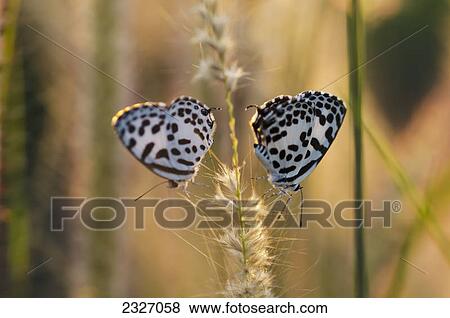 Butterflies on a stalk; Chiang mai thailand View Large Photo Image Stock Photo - Butterflies on a stalk; Chiang mai thailand. Fotosearch