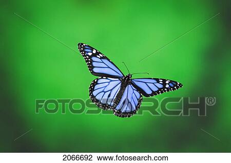 Butterfly In Flight View Large Photo Image Stock Image - Butterfly In Flight. Fotosearch