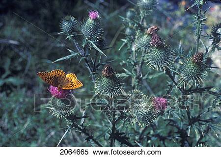 Stock Photography - Butterfly On Thistles, Whistler, British Columbia. Fotosearch