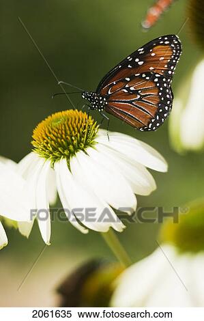 Butterfly, San Diego California, Museum Of Natural History View Large Photo Image Stock Photography - Butterfly, San Diego California, Museum Of Natural History. Fotosearch