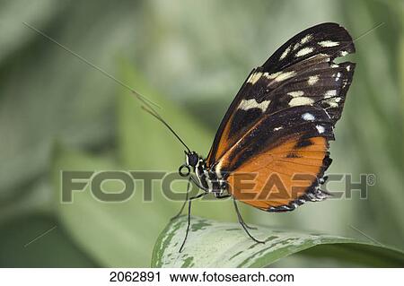 Butterfly View Large Photo Image Stock Image - Butterfly. Fotosearch