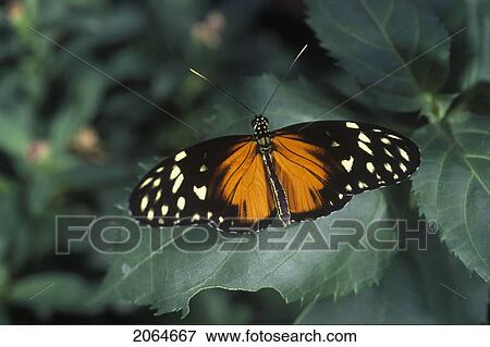 Stock Photo - Butterfly, Whistler, British Columbia. Fotosearch