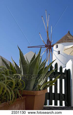 Cactus plants in pots and a white building against a blue sky; Oia greece View Large Photo Image Stock Image - Cactus plants in pots and a white building against a blue sky; Oia greece. Fotosearch