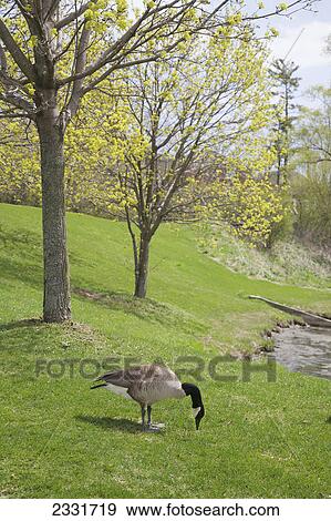 Canada goose in riverside golf course; Ajax ontario canada View Large Photo Image Stock Photo - Canada goose in riverside golf course; Ajax ontario canada. Fotosearch