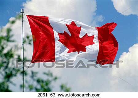 Stock Image - Canadian Flag With White Clouds, Blue Sky, Partial Tree. Fotosearch