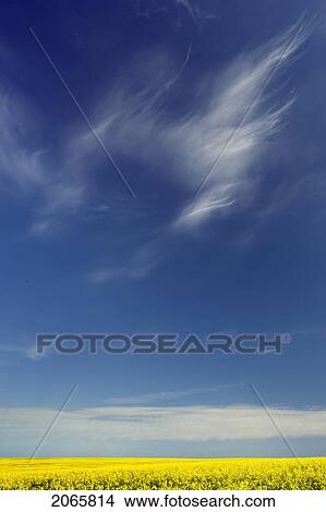 Picture - Canola Field And Sky With Cirrus Clouds Near Sceptre, Saskatchewan. Fotosearch