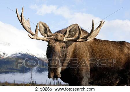 Stock Photography - Captive: Bull Moose, Alaska Wildlife Conservation Center, Southcentral Alaska, Autumn. Fotosearch