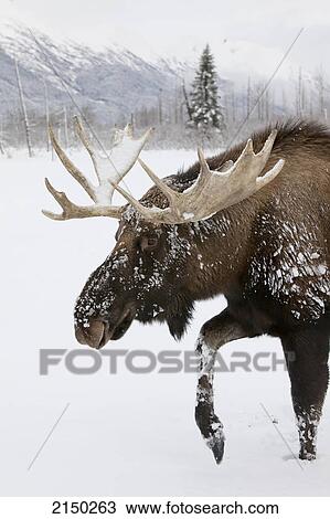 Captive: Bull Moose With Antlers In Snow, Alaska Wildlife Conservation Center, Southcentral Alaska, Winter View Large Photo Image Stock Image - Captive: Bull Moose With Antlers In Snow, Alaska Wildlife Conservation Center, Southcentral Alaska, Winter. Fotosearch