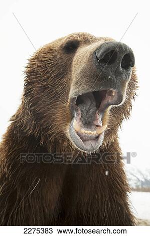 Stock Image - CAPTIVE: Close up of a male Brown bear with open mouth and teeth showing, Alaska Wildlife Conservation Center, Southcentral Alaska, Spring. Fotosearch