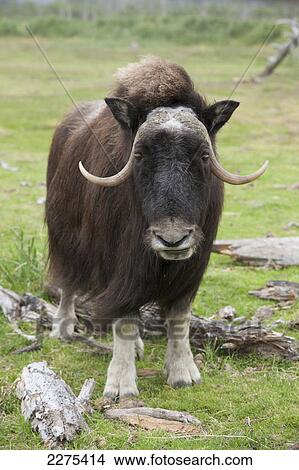 Picture - CAPTIVE: Cow muskox standing in meadow at the Alaska Wildlife Conservation Center, Southcentral Alaska, Summer. Fotosearch