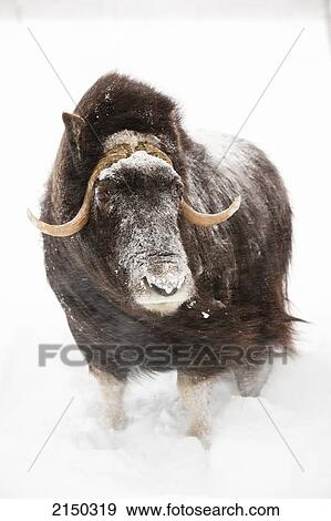 Stock Photo - Captive: Cow Muskoxen Stands In Deep Snow During A Winter Storm, Alaska Wildlife Conservation Center, Southcentral Alaska, Winter. Fotosearch