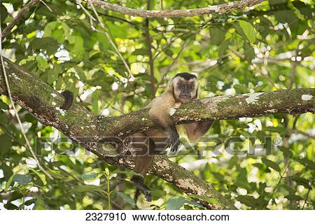 Stock Image - Capuchin monkey in a tree; Pantanal brazil. Fotosearch