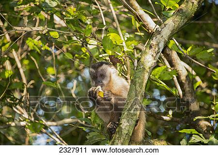 Stock Image - Capuchin monkey sits in a tree eating a banana; Pantanal brazil. Fotosearch