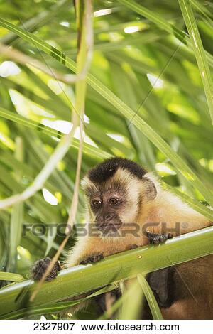 Stock Photo - Capuchin monkey sits in a tree looking over the branches; Pantanal brazil. Fotosearch