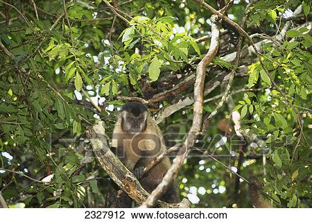 Stock Image - Capuchin monkey sits in a tree; Pantanal brazil. Fotosearch