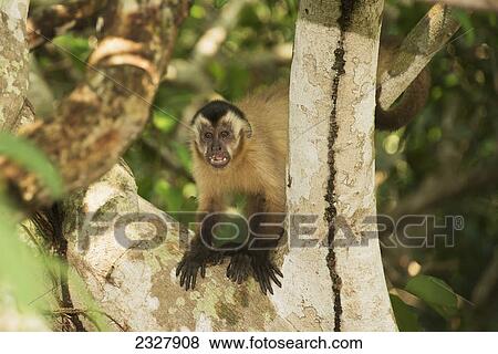 Stock Photo - Capuchin monkey sits in a tree; Pantanal brazil. Fotosearch