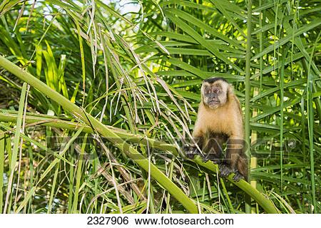 Stock Photograph - Capuchin monkey sits in a tree; Pantanal brazil. Fotosearch