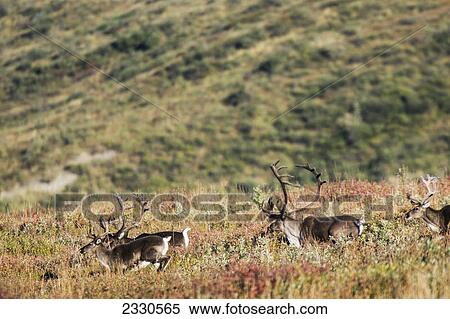 Stock Photography - Caribou (rangifer tarandus) running through a field in brooks range gates of the arctic national park northwestern alaska; Alaska united states of america. Fotosearch