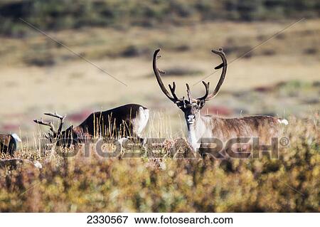 Caribou (rangifer tarandus) standing in a field in brooks range gates of the arctic national park northwestern alaska; Alaska united states of america View Large Photo Image Stock Photo - Caribou (rangifer tarandus) standing in a field in brooks range gates of the arctic national park northwestern alaska; Alaska united states of america. Fotosearch