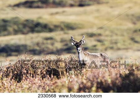 Caribou (rangifer tarandus) standing in a field in brooks range gates of the arctic national park northwestern alaska; Alaska united states of america View Large Photo Image Stock Photo - Caribou (rangifer tarandus) standing in a field in brooks range gates of the arctic national park northwestern alaska; Alaska united states of america. Fotosearch
