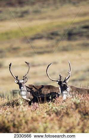 Stock Photograph - Caribou (rangifer tarandus) standing in a field in brooks range gates of the arctic national park northwestern alaska; Alaska united states of america. Fotosearch