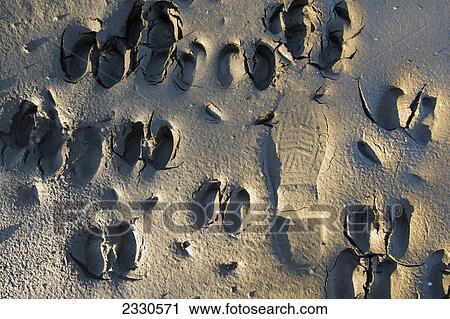 Caribou tracks in the brooks range gates of the arctic national park northwestern alaska; Alaska united states of america View Large Photo Image Stock Image - Caribou tracks in the brooks range gates of the arctic national park northwestern alaska; Alaska united states of america. Fotosearch