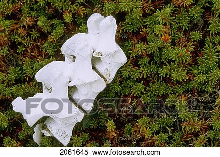 Stock Photography - Caribou Vertebrae On Tundra; Ukkusiksalik National Park, Nunavut, Canada. Fotosearch