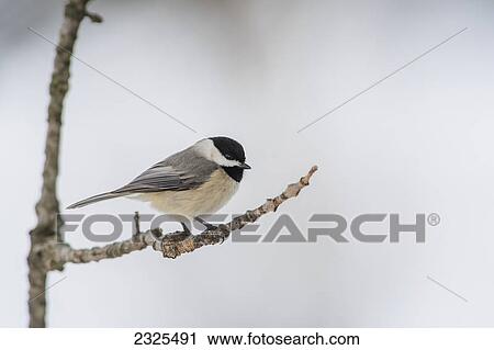 Carolina chickadee (poecile carolinensis); Ohio united states of america View Large Photo Image Stock Image - Carolina chickadee (poecile carolinensis); Ohio united states of america. Fotosearch