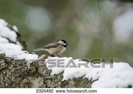 Carolina chickadee (poecile carolinensis) standing on a snowy log; Ohio united states of america View Large Photo Image Stock Image - Carolina chickadee (poecile carolinensis) standing on a snowy log; Ohio united states of america. Fotosearch