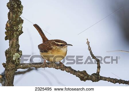 Carolina wren (thryothorus ludovicianus); Ohio united states of america View Large Photo Image Stock Photography - Carolina wren (thryothorus ludovicianus); Ohio united states of america. Fotosearch