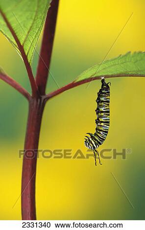 Caterpillar hanging from a plant stem; British columbia canada View Large Photo Image Stock Image - Caterpillar hanging from a plant stem; British columbia canada. Fotosearch
