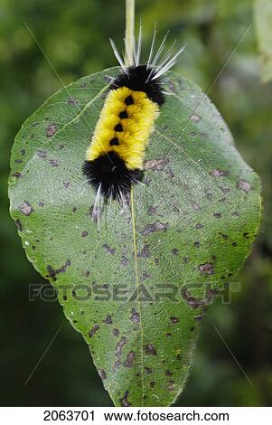 Caterpillar On Leaf, Fall; Canada, Manitoba, Riding Mountain National Park View Large Photo Image Stock Image - Caterpillar On Leaf, Fall; Canada, Manitoba, Riding Mountain National Park. Fotosearch