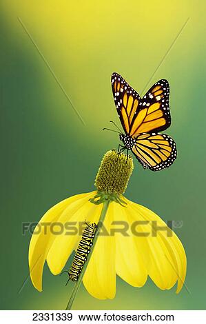 Stock Photo - Caterpillar to butterfly; British columbia canada. Fotosearch