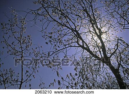 Catkins On Aspen Trees Backlit By The Sun, Sheep River Valley, Kananaskis Country, Alberta View Large Photo Image Stock Image - Catkins On Aspen Trees Backlit By The Sun, Sheep River Valley, Kananaskis Country, Alberta. Fotosearch