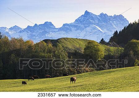 Cattle grazing in a field near leysen; Lieux suisse switzerland View Large Photo Image Stock Photo - Cattle grazing in a field near leysen; Lieux suisse switzerland. Fotosearch