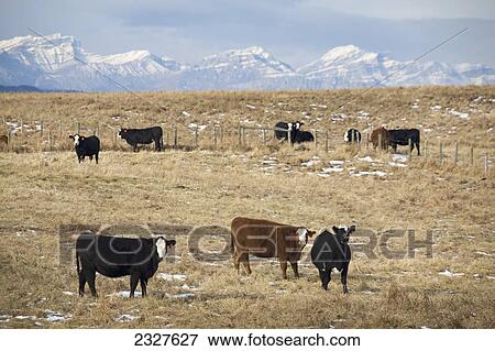Stock Photo - Cattle in a field with snow covered mountains in the background; Cochrane alberta canada. Fotosearch