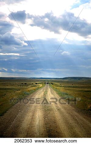 Cattle On Gravelled Road Of Community Rangeland Near Robsart, Saskatchewan View Large Photo Image Stock Image - Cattle On Gravelled Road Of Community Rangeland Near Robsart, Saskatchewan. Fotosearch