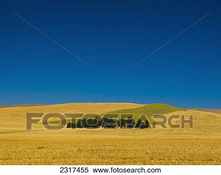 Stock Photography - Cemetery With Trees In A Wheat Field; Washington United States Of America. Fotosearch
