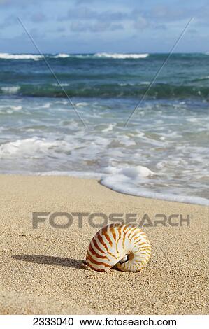 Chambered nautilus shell on the beach; Honolulu oahu hawaii united states of america View Large Photo Image Stock Image - Chambered nautilus shell on the beach; Honolulu oahu hawaii united states of america. Fotosearch