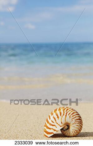 Chambered nautilus shell on the beach; Honolulu oahu hawaii united states of america View Large Photo Image Stock Photo - Chambered nautilus shell on the beach; Honolulu oahu hawaii united states of america. Fotosearch