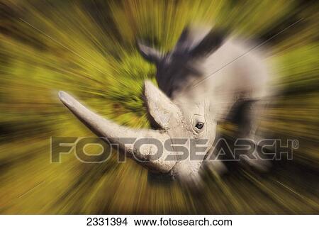 Picture - Charging rhinoceros; Africa. Fotosearch