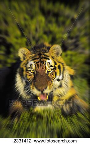 Stock Image - Charging siberian tiger (panthera tigris altaica); Africa. Fotosearch