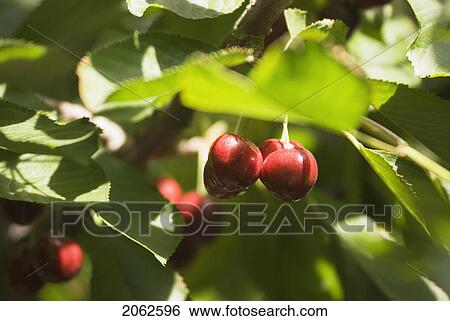 Cherries, Okanagan Centre, Bc, Canada View Large Photo Image Stock Photograph - Cherries, Okanagan Centre, Bc, Canada. Fotosearch