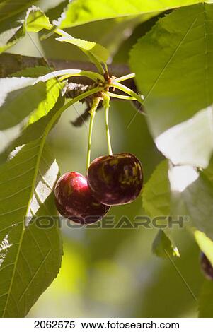 Stock Photography - Cherries, Okanagan Centre, Bc Canada. Fotosearch